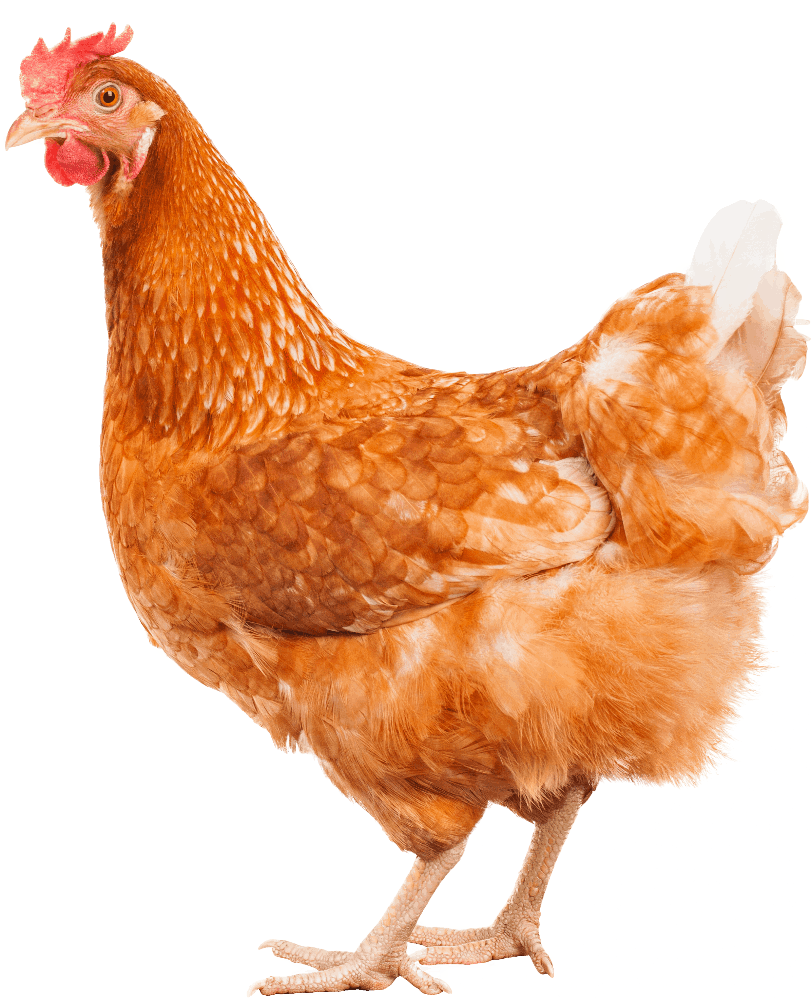 Decorative illustration of a rescued hen