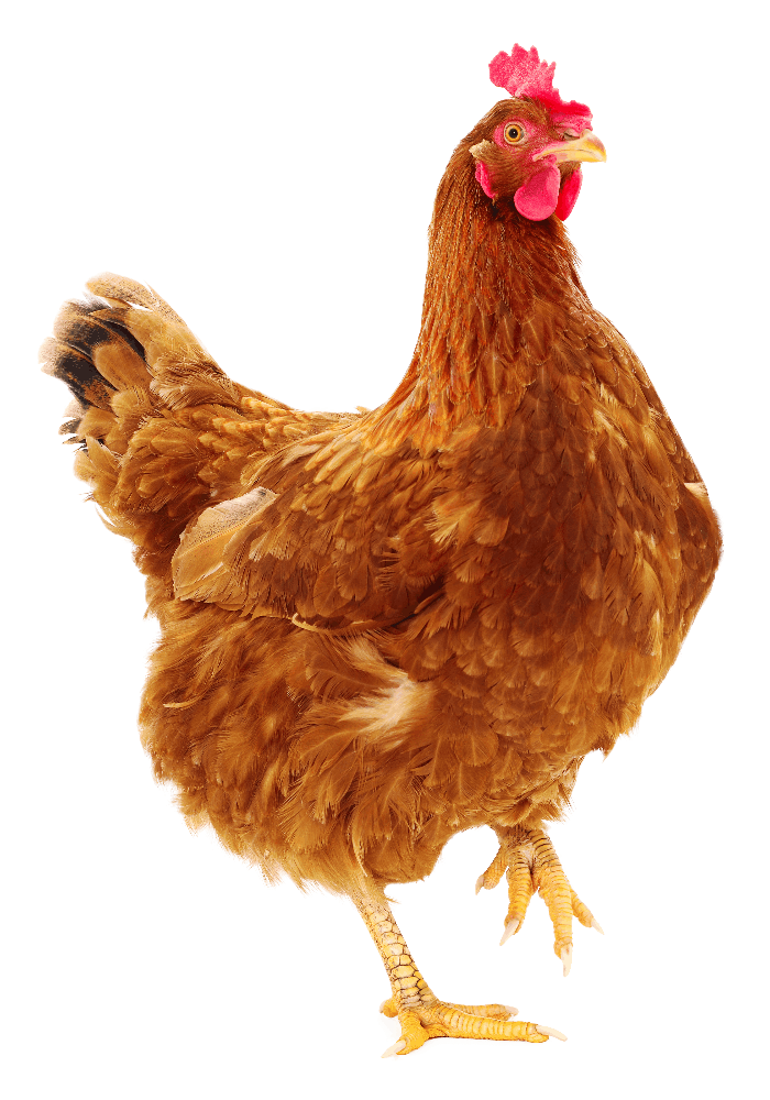 Decorative illustration of a happy hen