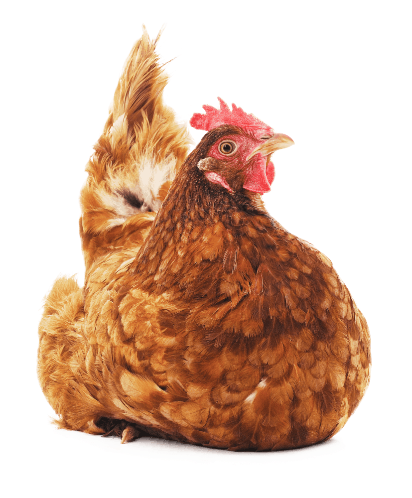 Decorative hen illustration in footer